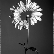 Untitled__ii__8x10_medium