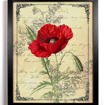Image of Red California Poppy Ephemera Antique Illustration 8 x 10