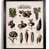 Image of Organic Vegetables Antique Illustration 8 x 10 Giclee