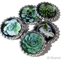 Succulents for your Fridge - Bottle Cap Magnet Set - Set of 5