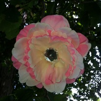 Imagejpeg_8_medium
