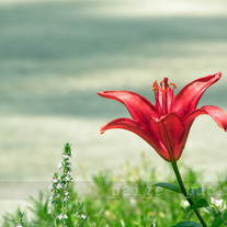 Asiatic Lily, 5x7 Print