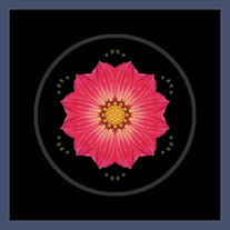 Dahlia Hybrid I