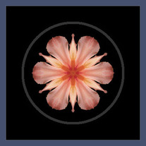 Daylily