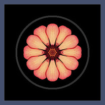 Orange-Red Zinnia I