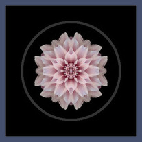 Pink Dahlia I
