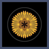 Yellow African Daisy III