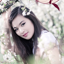 Cherry Blossoms