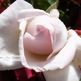 Pink_rose_w_small