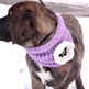 Bynxcowl2_small