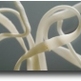 Cestosa_tapeworm_small