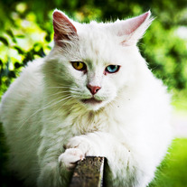 Cat_1_medium