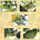 Green-moth-listing-2_small