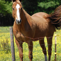 Horses_047_copy_medium