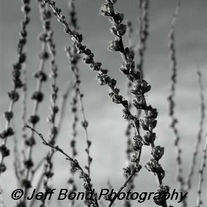 100_0158b_20_small__medium