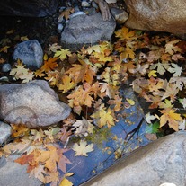Leaves_medium