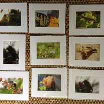 SALE 5x7 Nature Photographs Matted to 8x10