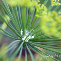 Spring Nature Prints 8x10 Photograph Dill, Rue and Dew