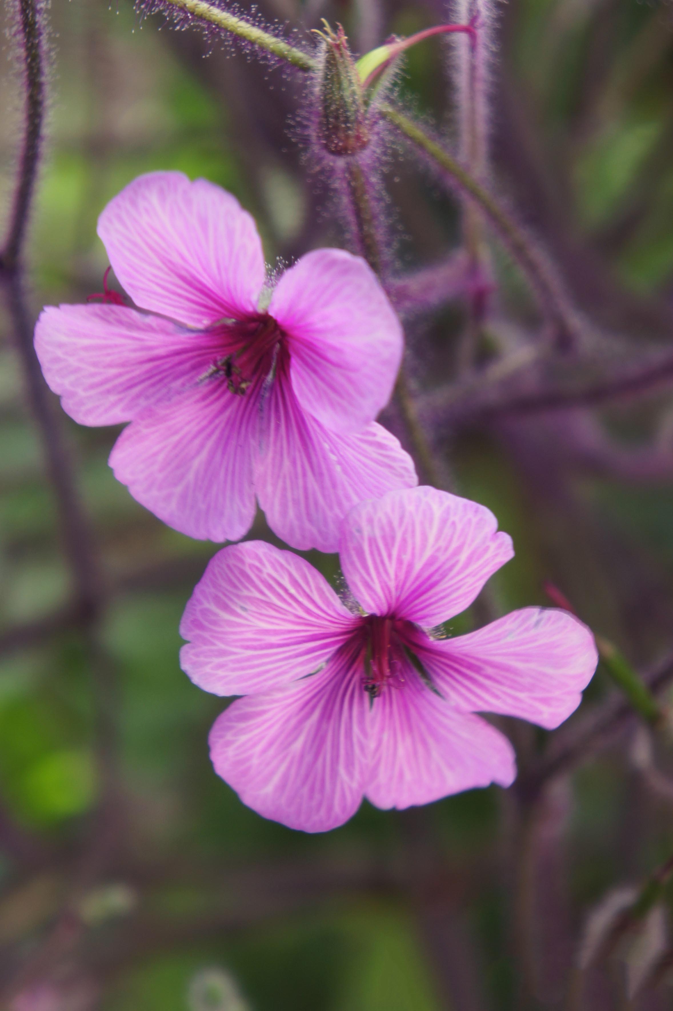 Early Bloomers on Storenvy