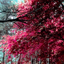 Lizzie_20tree_medium
