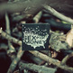 Listening for Human Worth - Thumbnail 1