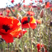 Poppies_small_medium