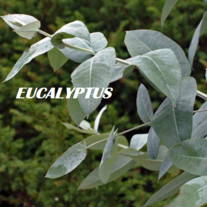 Eucaluptus_20right2_medium