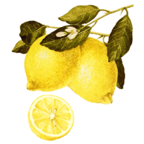 Lemon_medium