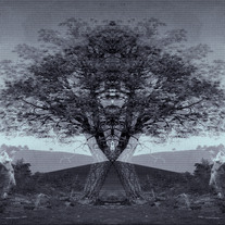 New446_medium