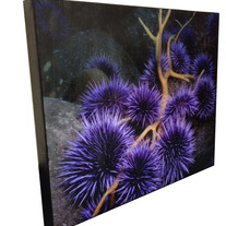 Sea_20urchin_20canvas_medium