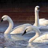 "Evening Elegance" - Tundra Swans Acrylic Painting
