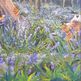 Blue_bells_in_the_woods_7_small