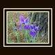 Purple_20iris_20matted_small
