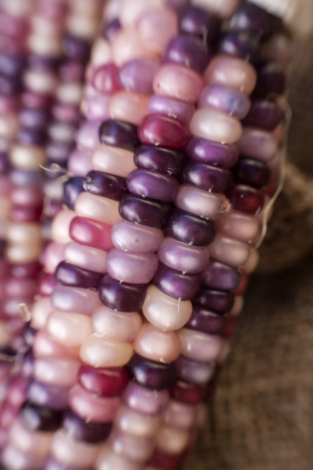 Amethyst Dream Purple Glass Gem Cherokee Indian Corn Heirloom Premium