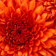 Chrysanthemum_small