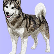 Alaskan_20malamute_205_20(body)_medium