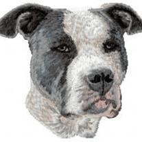 American_20staffordshire_20terrier_204_medium