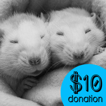 $10 Donation 