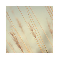 A_20gentle_20breeze_205x5-72_medium