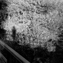 Dsc_0018-1