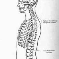 Diagram-of-brain-and-spinal-cord-the-convolutions-of-the-br