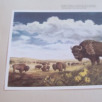 Portraits_of_nature_james_lockhart_009