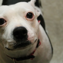Pibble Kibble