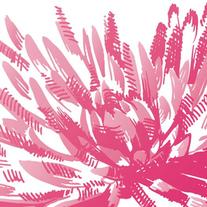 Pink_flower