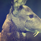 Chinese_water_deer