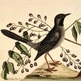 Animal-bird-catesby-29-red-legged-thr