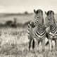 Tumblr_mhpa2weln51rw6hhbo1_500_large