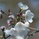 Cherry_blossoms_closeup