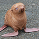 Ginger_seal
