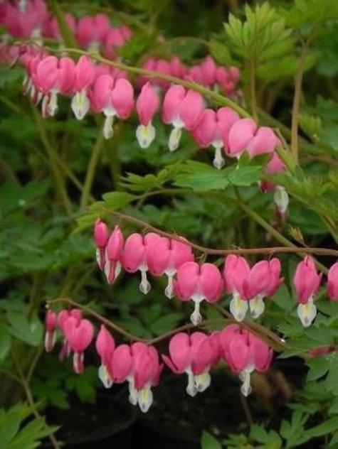 Rare and Unique Bleeding Heart Flower 5 Seeds on Storenvy